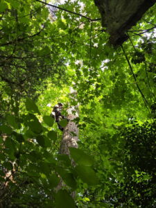tree-service-portland-south-metro