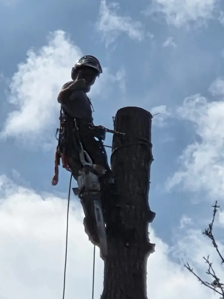 tree service Wilsonville OR Grove Tree Care