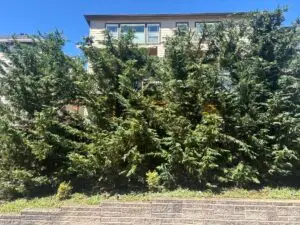 Tree removal cost guide for Portland metro and Willamette Valley homeowners