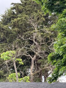 tree-removal-service-in-portland-oregon