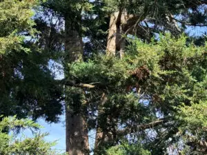 tree cabling and bracing service Portland Oregon Grove Tree Care