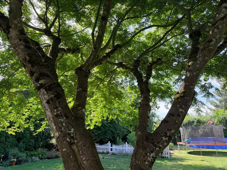 tree cabling and bracing service Portland Oregon Grove Tree Care