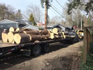 Tree removal permit guide for Portland south metro and Willamette Valley cities