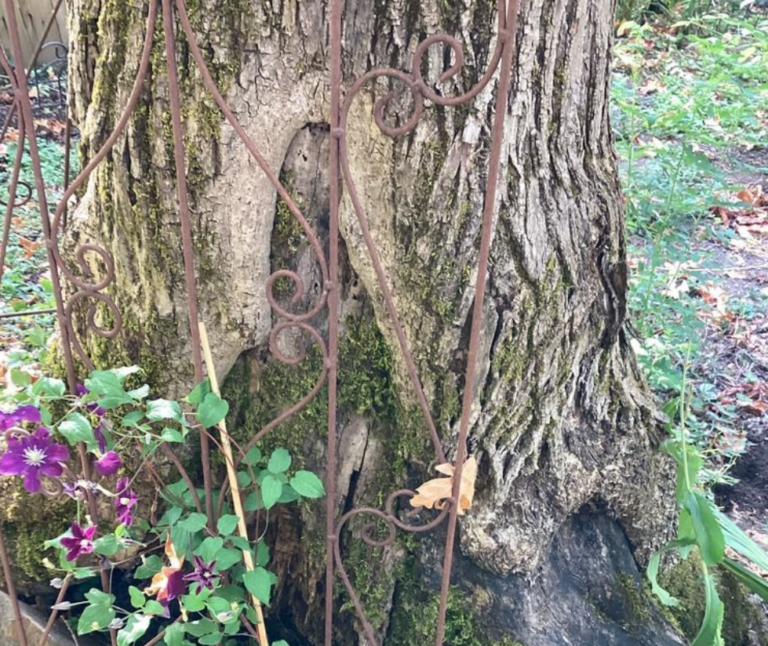 emerald ash borer treatment in Portland Oregon