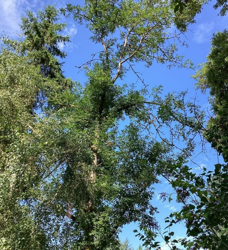 ash tree EAB infestation Portland south metro D-shaped exit holes