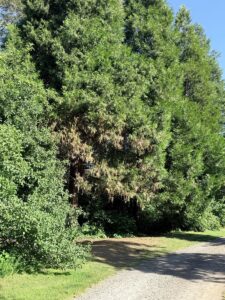 cedar tree browning in Portland Oregon warning signs ISA arborist assessment