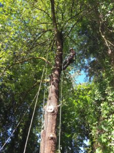 contact Grove Tree Care Portland south metro ISA certified arborist