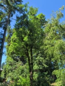 Healthy ash tree in Portland Oregon yard — at risk without emerald ash borer treatment