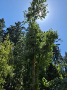 Tall ash tree in Pacific Northwest landscape requiring emerald ash borer treatment in Portland Oregon