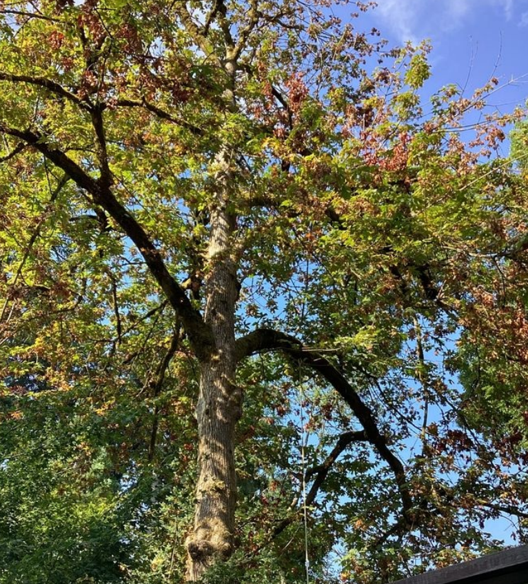 emerald ash borer treatment Portland Oregon ISA certified arborist injection