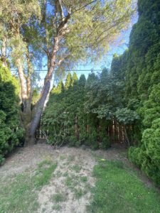 tree health assessment in Portland Oregon Grove Tree Care ISA certified arborist