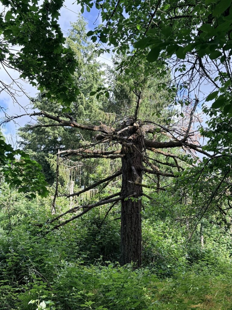 tree health assessment in Portland Oregon Grove Tree Care ISA certified arborist