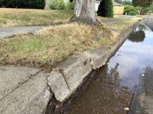 sidewalk damage from tree roots