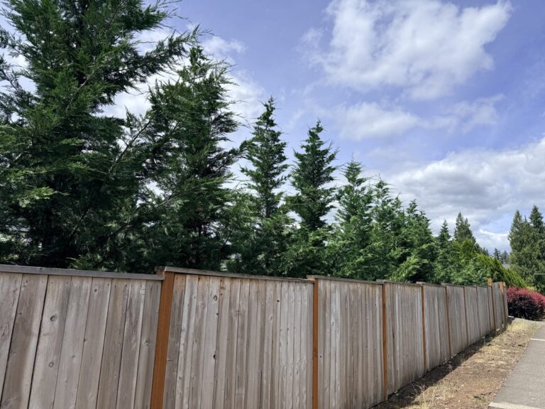 street tree removal in the Portland south metro Grove Tree Care ISA certified arborist