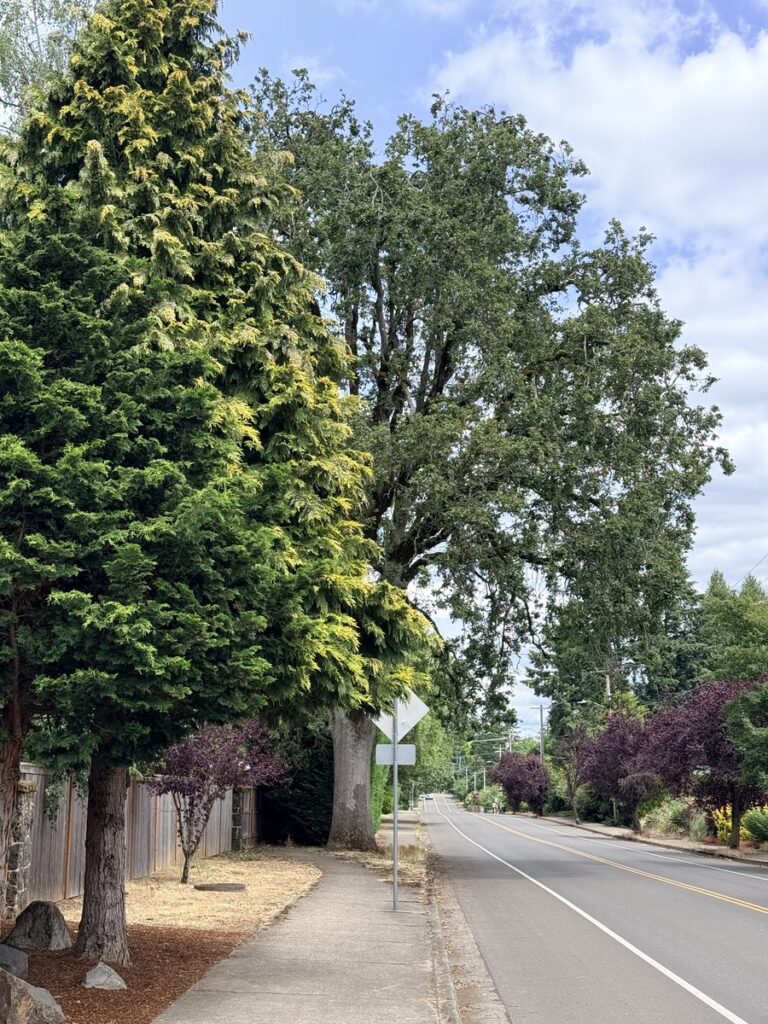 street tree removal in the Portland south metro Grove Tree Care ISA certified arborist