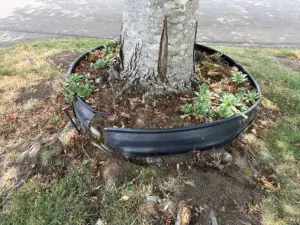 tree-health-assessment-01