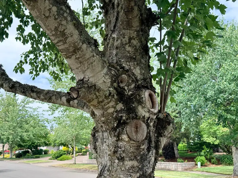 tree-health-assessment-02