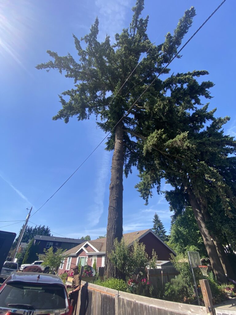 tree health assessment Portland Oregon Grove Tree Care ISA certified arborist
