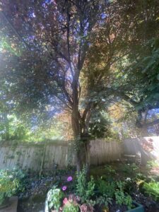 tree health assessment Portland Oregon Grove Tree Care ISA certified arborist