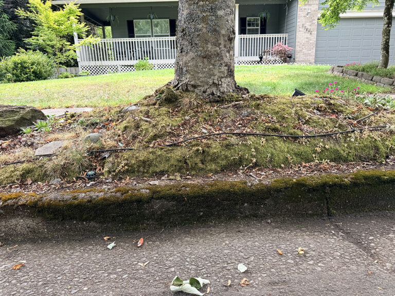 tree service in Oregon City OR Grove Tree Care