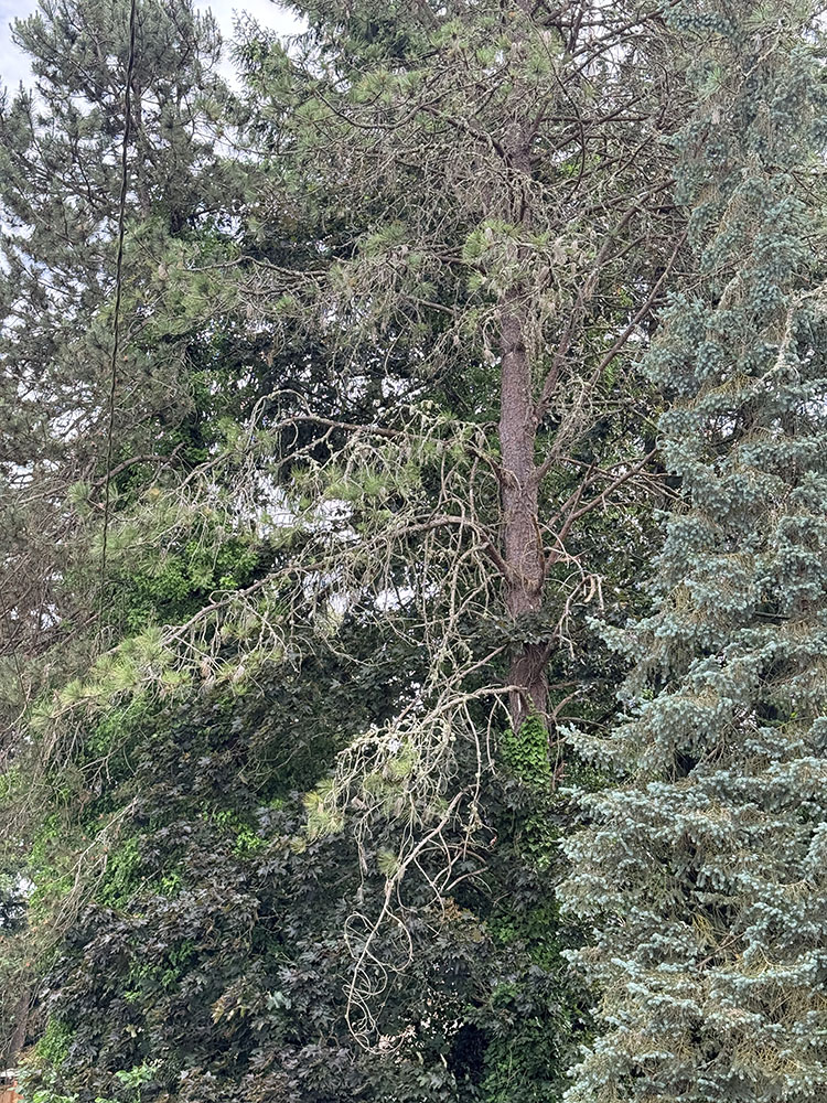 tree service in Oregon City OR Grove Tree Care
