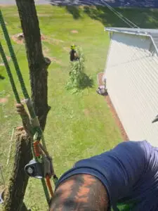tree-service-sherwood-or-02