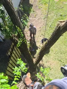tree-service-sherwood-or-03
